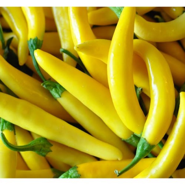 BIO Elephants Trunk Yellow Chilis frisch 1kg