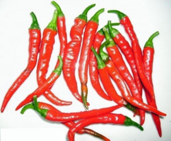 Ring of Fire Chili Samen