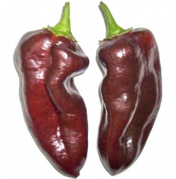 Bio Chocolate Georgescou Chili Samen