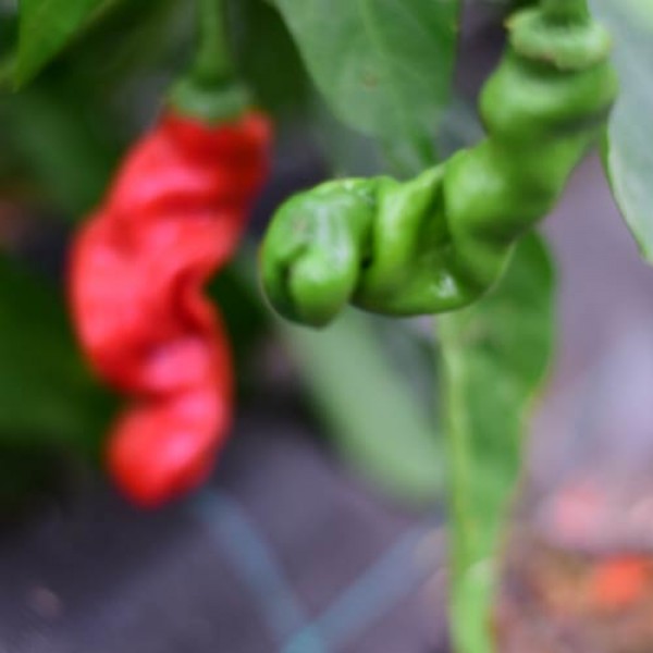 Penis_Pepper_Red_Peter_Pepper_Chili_Samen_1.jpg