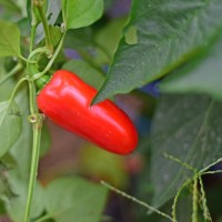 Bio Jalapeno Jumbo Chili Samen Bio Jalapeno Jumbo Chili Samen