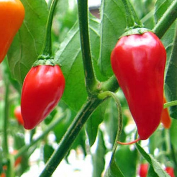 BIO Dynamit Chili Samen