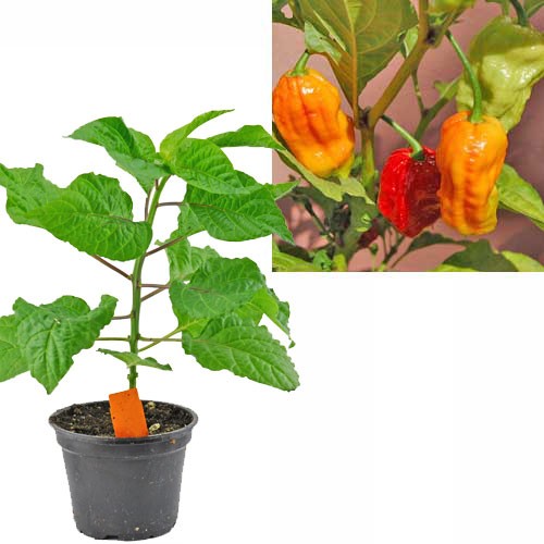 BIO Bhut Jolokia Chili-Pflanze