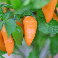 Bio Hexennase Peach Chili Samen Bio Hexennase Peach Chili Samen