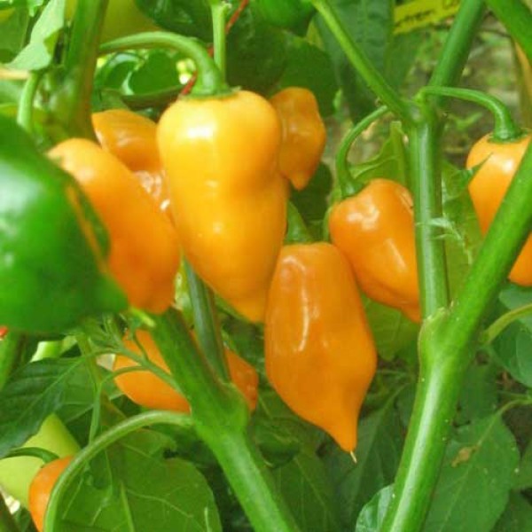 Habanero_American_Chili_Samen_1.jpg