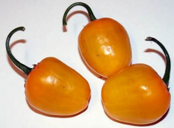 Rocoto_Yellow_Chili_Samen_1.jpg