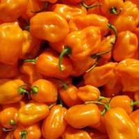 Aji Charapita Chili-Samen Sortiment (Gelb + Rot) ? Produktbild-Vorschau 4