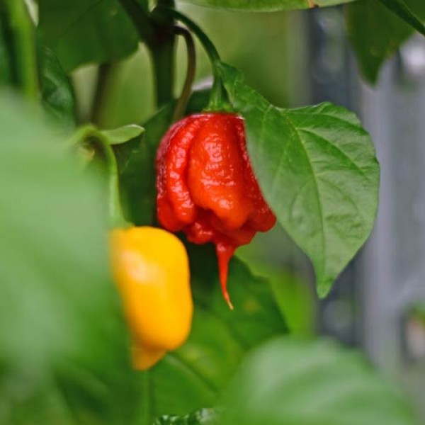 Bio_Carolina_Reaper_Chili_Samen_01.jpg