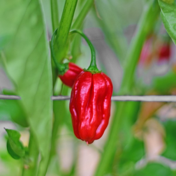 Habanero_Ugandian_Red_Chili_Samen_01.jpg