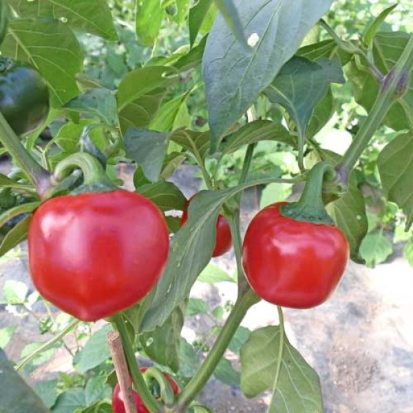 Bio Cherry Bomb / Kirschpaprika Chili Samen 1000 Stk.