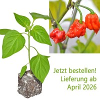 BIO Chili Dnger online bestellen - chili-shop24.de