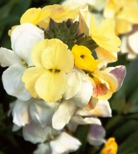 138089_01.jpg