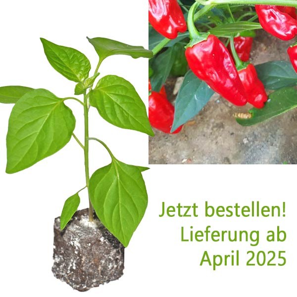 BIO_Hinklehatz_Red_Chili-Pflanze_01.jpg