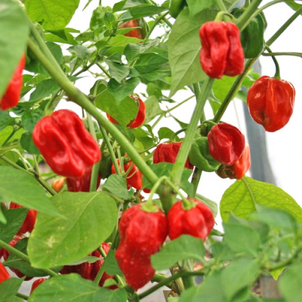 Habanero Surinam Red Samen