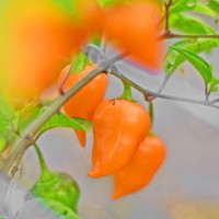 Habanero_Chelsea_Chili_Samen_01.jpg Habanero_Chelsea_Chili_Samen_01.jpg
