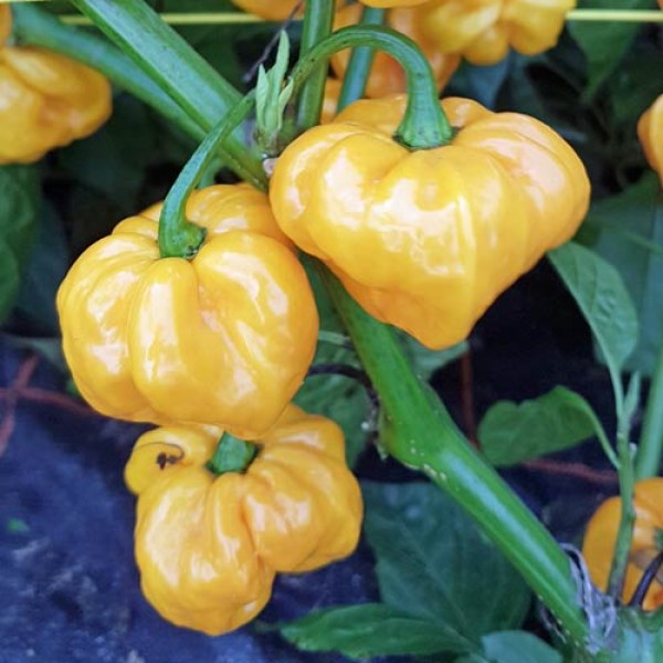 Jamaican_Scotch_Bonnet_TFM_Yellow_Chili_Samen_1.jpg