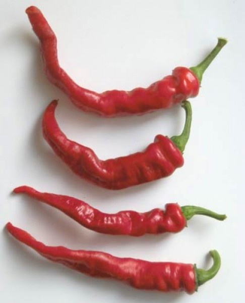 Rekord Chili Samen B-Ware