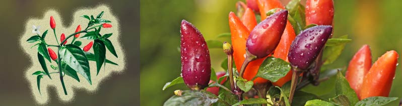 Capsicum annuum 