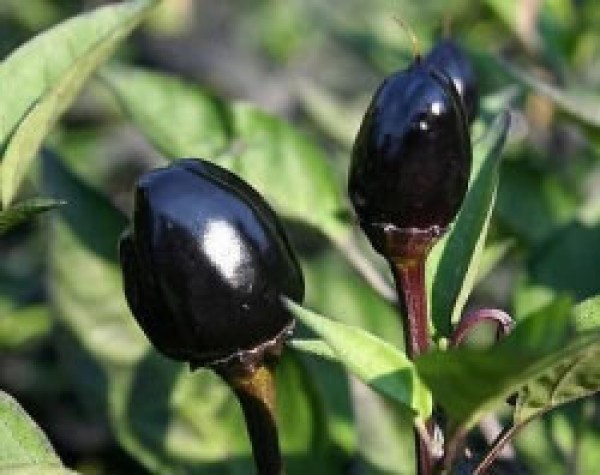 Black Olive Chili Samen
