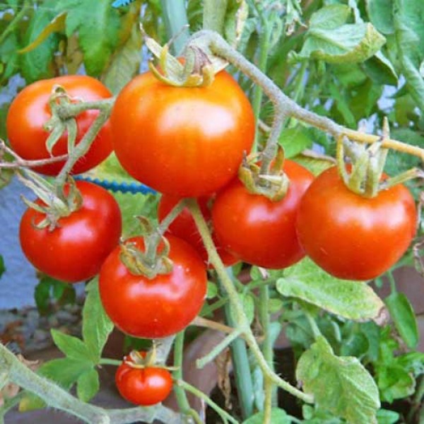 Stupice_Tomaten_Samen_1.jpg