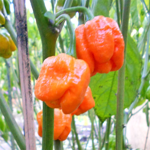 Trinidad Scorpion Moruga 9108_neu