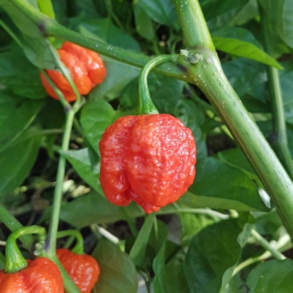 AHPL ahpl シリースタイル　BRAIN POT ブレインポット 7 Pot Brain Strain Red Chilisamen bestellen - chili-shop24.de