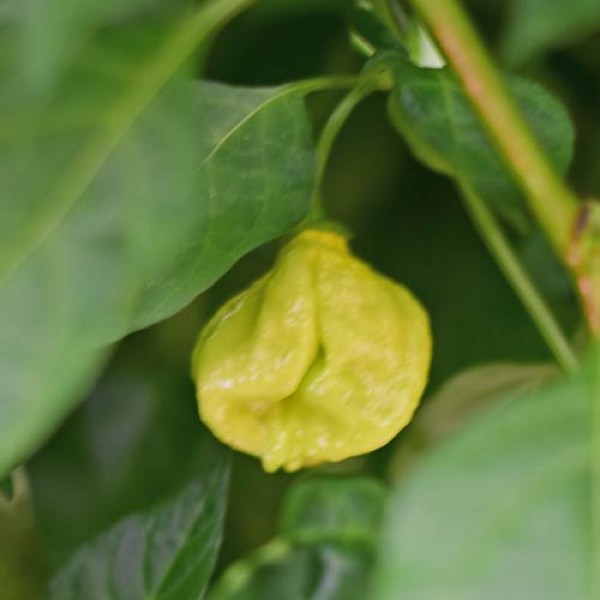 BIO Senega Chili Samen 1000 Stk.