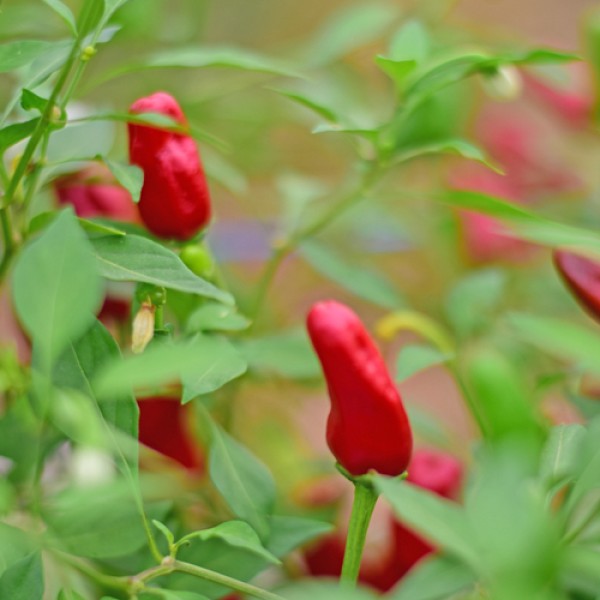 Bio Facing Heaven Red Chili Samen 1000 Stk.