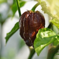 Trinidad_Scorpion_Moruga_Blend_Brown_Chili_Samen_1.jpg Trinidad_Scorpion_Moruga_Blend_Brown_Chili_Samen_1.jpg