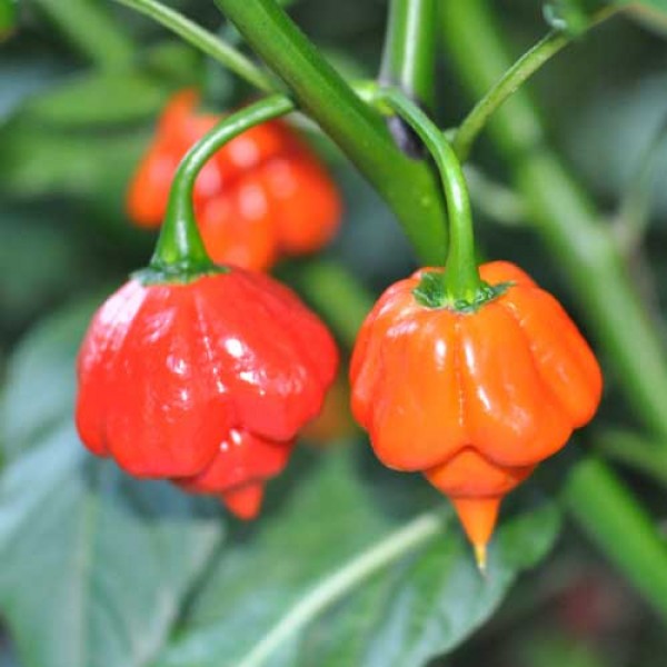 Trinidad Scorpion red Samen