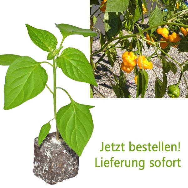 BIO Scotch Bonnet Yellow Chili-Pflanze