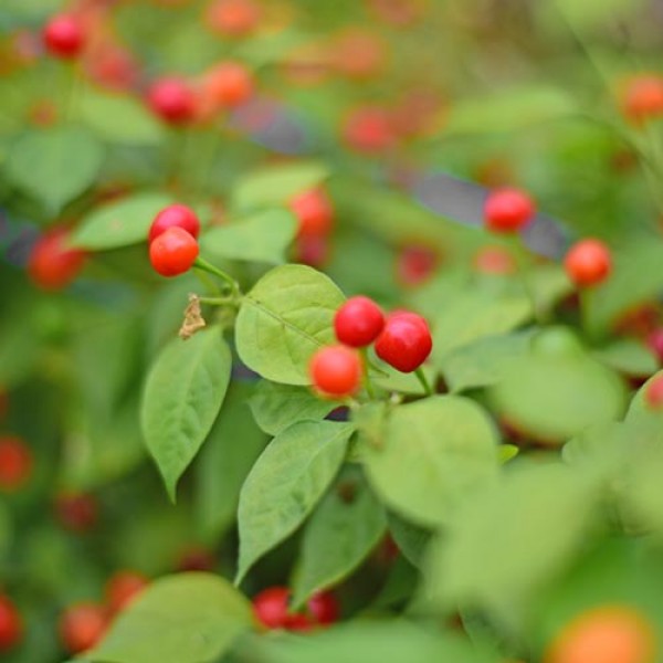 Aji Charapita Red Chili Samen