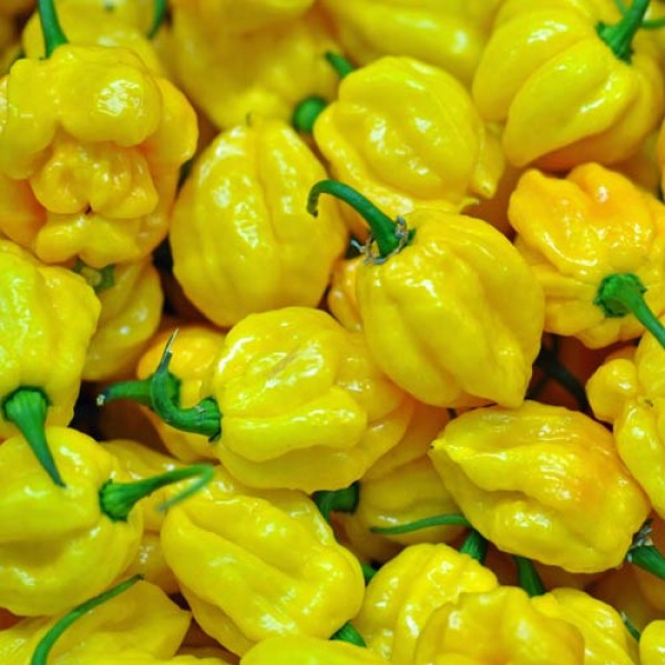 BIO Scotch Bonnet Yellow Chilis frisch 1kg