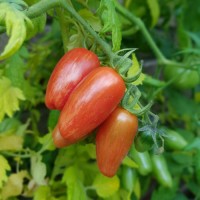 Sweet_Casady_Tomaten_Samen_1.jpg Sweet_Casady_Tomaten_Samen_1.jpg