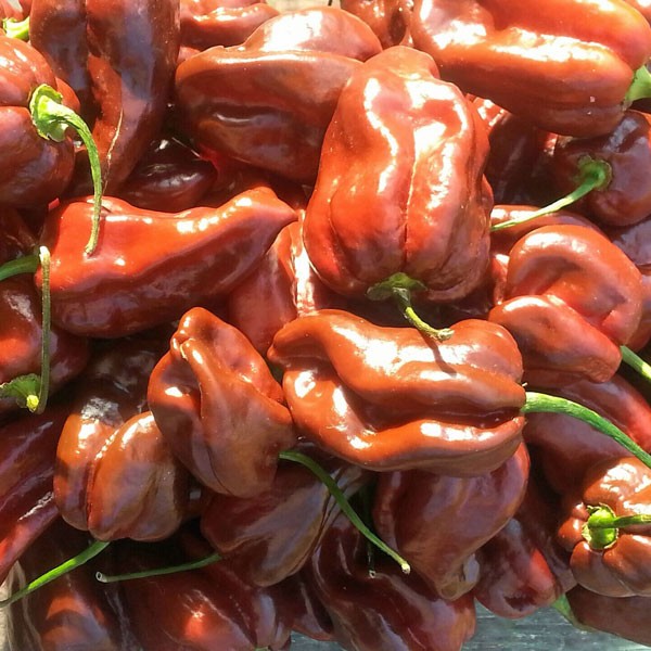 Habanero Chocolate (Brown) Chili Samen online bestellen