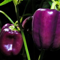 Bio_Viola_-_Violett_Paprika_Chili_Samen_01.jpg Bio_Viola_-_Violett_Paprika_Chili_Samen_01.jpg