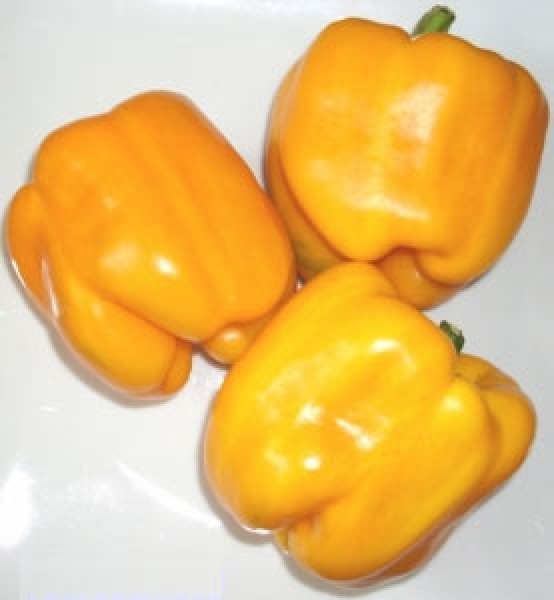 Bio Quadrato dAsti Giallo Chili Samen 1000 Stk.