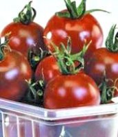 Brown Cherry Tomaten Samen Brown Cherry Tomaten Samen