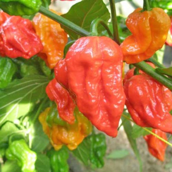 Bhut_Jolokia_Red_Chili_Samen_1.jpg