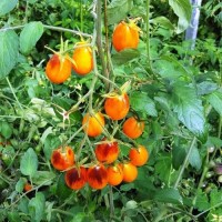 Indigo_Kumquat_Tomaten_Samen_1.jpg Indigo_Kumquat_Tomaten_Samen_1.jpg