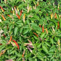 Produktbild von CHILI Samen | AJI CHARAPITA | Wildchili Peru Eigener BIO Anbau