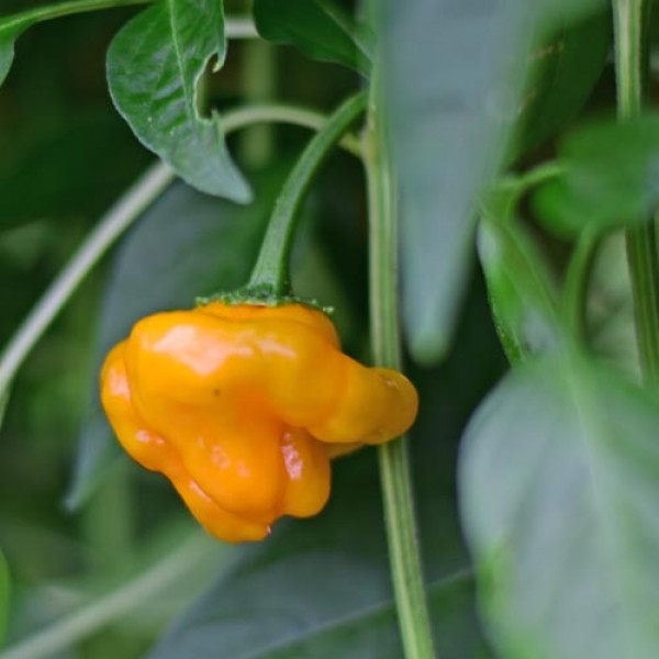 Jamaican_Yellow_Chili_Samen_01.jpg