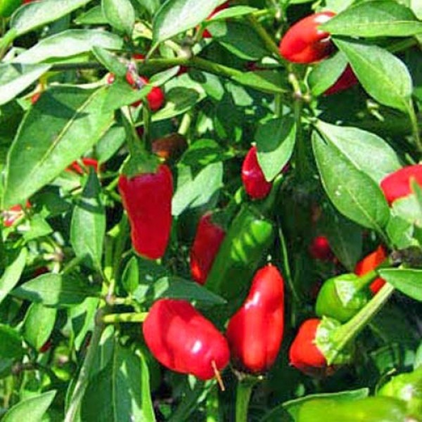 BIO Gakido Chili Samen 1000 Stk.