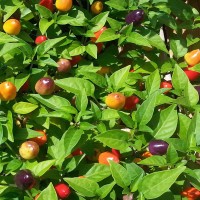 NuMex Centennial Chili Samen NuMex Centennial Chili Samen