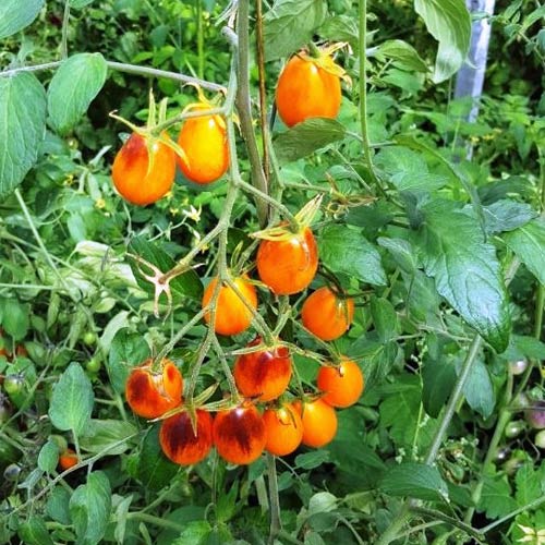 Indigo Kumquat Tomaten Samen bestellen