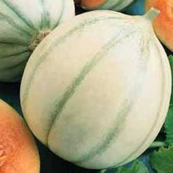 Melone_Cantaloupe_de_Charentais_Samen_1.jpg