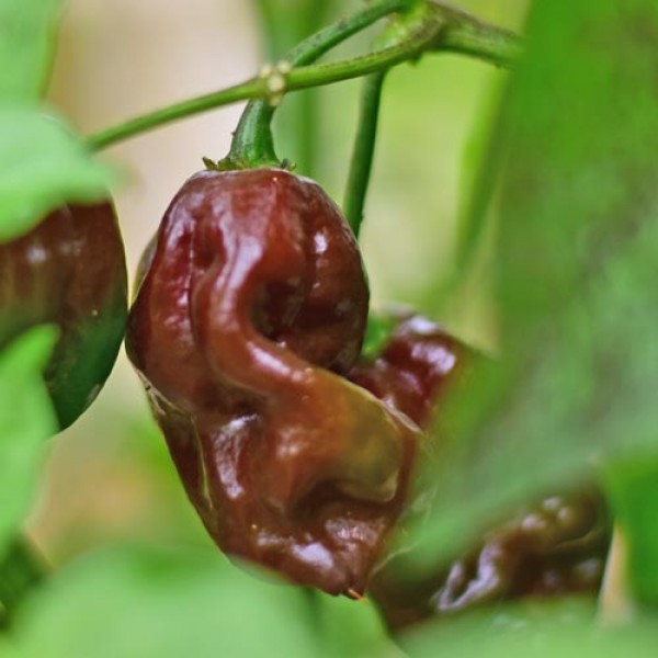 Habanero Brown Chili Samen