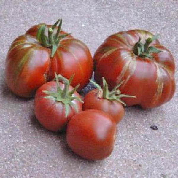 Black Prince Tomaten Samen