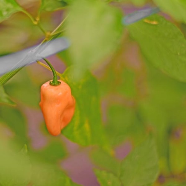 Habanero_Peach_Chili_Samen_1.jpg