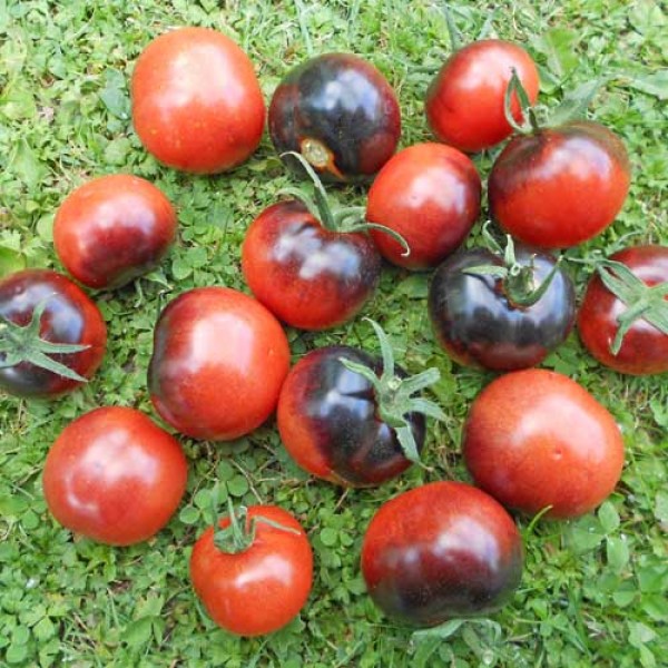 Blueberry Tomaten Samen